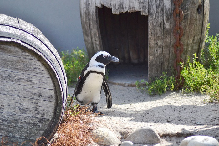 Erlebnis Zoo Hannover, Pinguin - Carotellstheworld