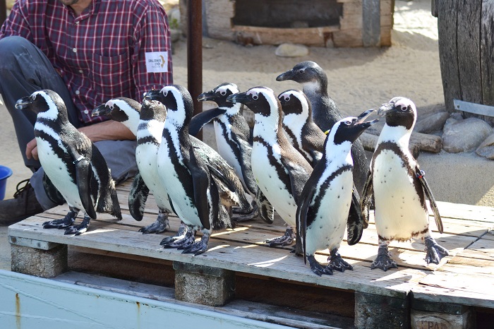 Erlebnis Zoo Hannover, Pinguine - Carotellstheworld