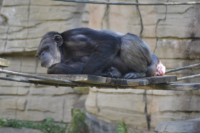 Erlebnis Zoo Hannover, Schimpanse 2 - Carotellstheworld