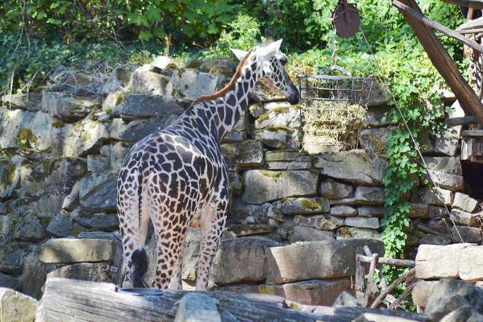 Erlebnis Zoo Hannover, Giraffe - Carotellstheworld