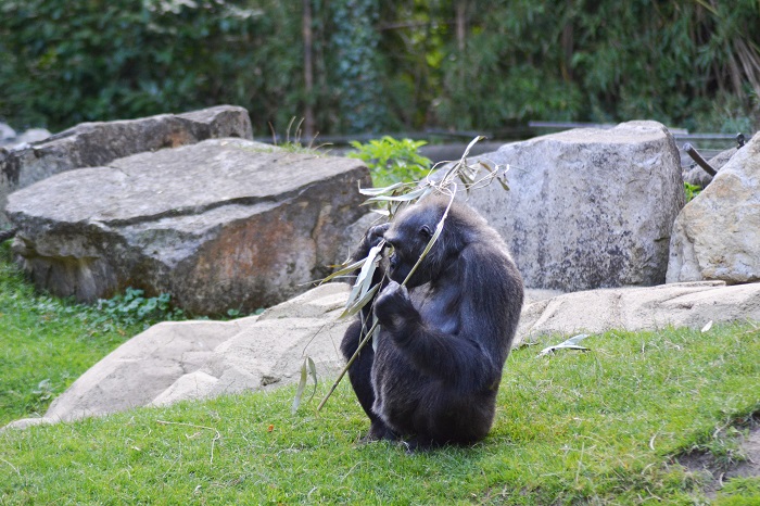 Erlebnis Zoo Hannover, Gorilla - Carotellstheworld